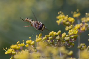 marmalade hoverfly.jpg