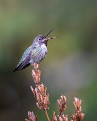 Annas Hummingbird (male) - K1A6106 - DxO.jpg