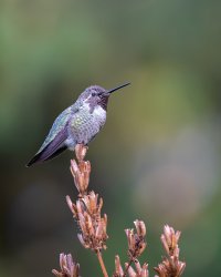 Annas Hummingbird (male) - K1A6082 - DxO.jpg