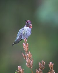Annas Hummingbird (male) - K1A6039 - DxO.jpg