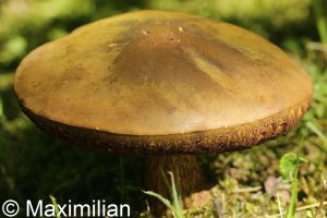 mushroom_01.JPG