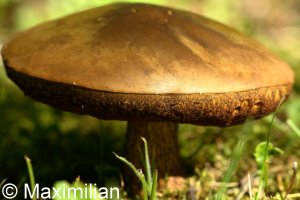 mushroom_02.JPG
