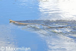 ringed_snake_12.JPG