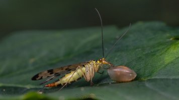 scorpionfly.jpg