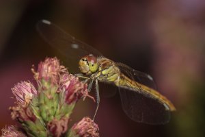 20210819 1055 24 Nederland Amersfoort - Canon EOS R5 - EF180mm f-3.5L Macro USM at 180 mm  -_.jpeg