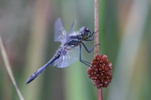 20210807 0618 55 Nederland Steenwijkerland - Canon EOS R5 - EF180mm f-3.5L Macro USM at 180 m...jpeg