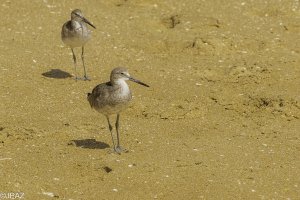 Newport August 2021_0358.jpg