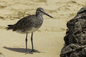 Newport August 2021_0086.jpg