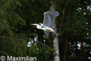 heron_BIF_05.JPG