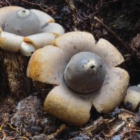 ISS 448 B. NX2. ed._DxO.jpg