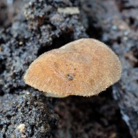 ISS 450 B. NX2.ed._DxO.jpg