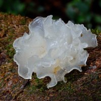Tremella fuciformis_DxO.jpg