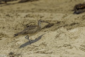 Newport August 2021_0104-Edit.jpg