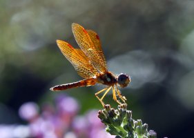 5D3_6186 ps3 fix picasa crop - Copy.JPG