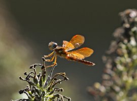 5D3_6559 ps3 fix picasa crop - Copy.JPG