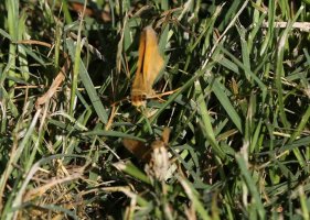 5D3_6481 cs - Copy.JPG