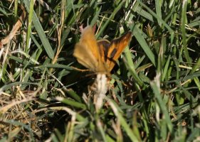 5D3_6483 cs - Copy.JPG