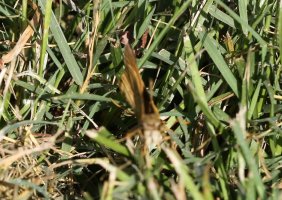 5D3_6484 cs - Copy.JPG