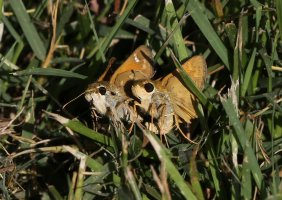 5D3_6512 cs - Copy.JPG