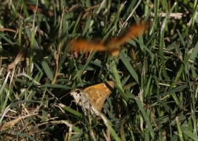 5D3_6516 cs - Copy.JPG