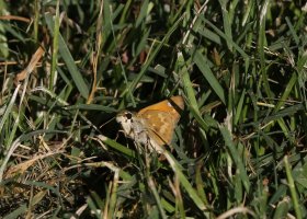 5D3_6517cs - Copy.JPG