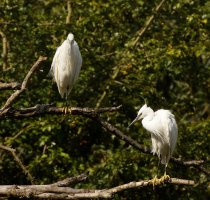 309A1014-DxO_2_little_egrets.jpg