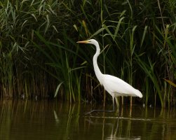 309A1786-DxO_great_egret+foot.jpg