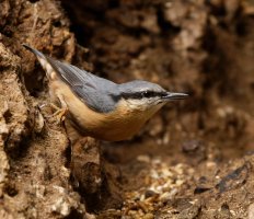 309A2008-DxO_nuthatch.jpg