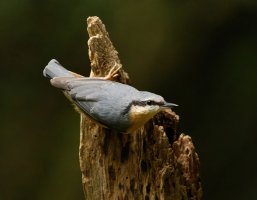 309A2131-DxO_nuthatch-ls-sm.jpg
