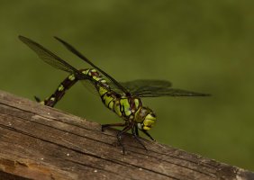 309A1756-DxO_female_southern_hawker-ls-sm.jpg
