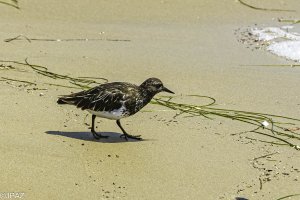 Newport August 2021_0277.jpg