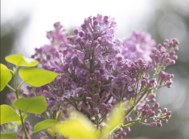 Screen Shot 2021-08-29 at 3.21.06 PM.png