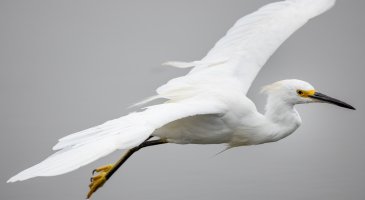 Snowy Egret--11.jpg