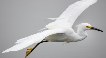 Snowy Egret--11.jpg Snowy Egret--11.jpg