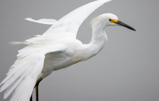 Snowy Egret--12.jpg