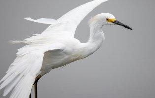 Snowy Egret--12.jpg Snowy Egret--12.jpg