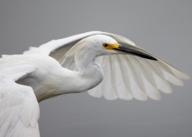 Snowy Egret--13.jpg Snowy Egret--13.jpg