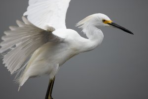 Snowy Egret--14.jpg