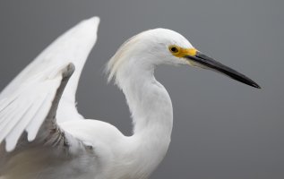 Snowy Egret--15.jpg Snowy Egret--15.jpg