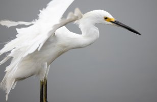 Snowy Egret--16.jpg Snowy Egret--16.jpg