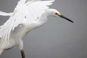 Snowy Egret--17.jpg