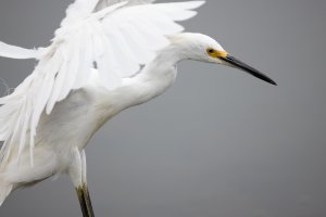 Snowy Egret--17.jpg Snowy Egret--17.jpg