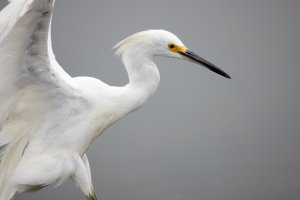 Snowy Egret--18.jpg Snowy Egret--18.jpg
