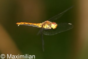 Darter 20210809_0323.JPG