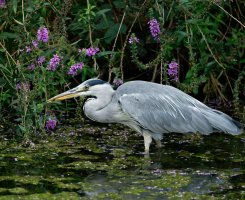 DSC_2459-DxO_young_heron_fishing_50%.jpg