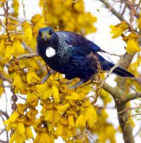 2021-08-30 Tui in kowhai 2.jpg