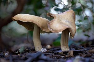 2021-08-29 16-23-16 (B,Radius8,Smoothing4)_C1.jpg