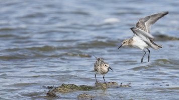 Baird's Sandpiper_s_3559.JPG