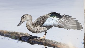 GW Teal F_s_3508.JPG