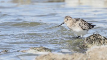 Baird's Sandpiper_s_3578.JPG